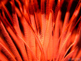 Underwater delicate orange flora  Underwater delicate orange flora