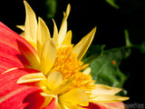 unique orange and yellow flower unique orange and yellow flower