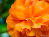 unique orange flower in bloom unique orange flower in bloom