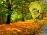 hole in leaf forms heart in fall hole in leaf forms heart in fall