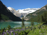 valley of the lake wild flowers valley of the lake wild flowers