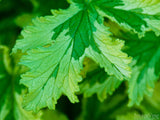 variegated green leaf closeup variegated green leaf closeup