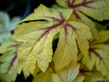 spring backgrounds variegated yellow leaf spring backgrounds variegated yellow leaf