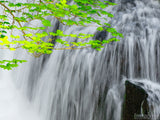 waterfall veiled beauty green leaves on branch waterfall veiled beauty green leaves on branch