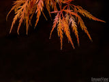 vine maple leaves in fall black background vine maple leaves in fall black background