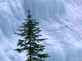 green tree with background wall of ice green tree with background wall of ice