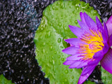 purple water lily in the rain purple water lily in the rain