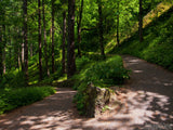 the way home through the forest the way home through the forest