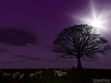 christmas carol while shepherds watch christmas carol while shepherds watch