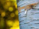 white birch tree with fall yellow leaves in background white birch tree with fall yellow leaves in background