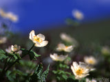 white buttercups closeup white buttercups closeup