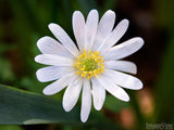 beautiful background of white daisy in spring beautiful background of white daisy in spring