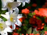 white lily in the garden white lily in the garden