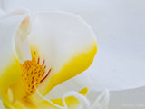 closeup of a white and yellow orchid closeup of a white and yellow orchid