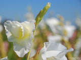 white watercolor flowers white watercolor flowers