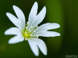 beautiful white flower on a green background beautiful white flower on a green background