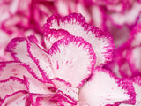background of white and pink petals background of white and pink petals