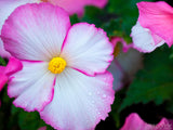 white flowers with pink lined edge white flowers with pink lined edge