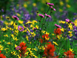 background of wild summer flowers background of wild summer flowers