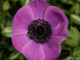 spring purple wind flower spring purple wind flower