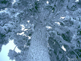 looking up and the trunk and limbs of snow cover tree looking up and the trunk and limbs of snow cover tree