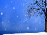 winter tree background winter tree background