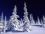 snow covers trees in a winter wonderland snow covers trees in a winter wonderland
