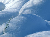 mounds of snow create winter blanket mounds of snow create winter blanket