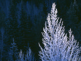 sunlight on winters white frost sunlight on winters white frost