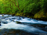 woodland creek and green bushes woodland creek and green bushes
