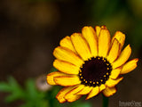 yellow African daisy yellow African daisy