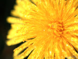 yellow flower closeup yellow flower closeup