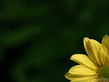 yellow daisy and green background yellow daisy and green background