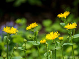 spring yellow dancing daisy background spring yellow dancing daisy background
