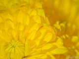 yellow petaled flowers yellow petaled flowers