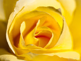 closeup of a yellow rose closeup of a yellow rose