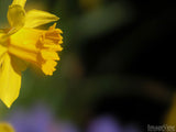 yellow sweetness spring flower on a blurred background yellow sweetness spring flower on a blurred background