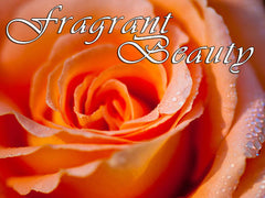 a beautiful fragrant orange rose a beautiful fragrant orange rose