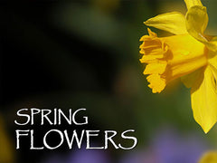 Spring Flower Backgrounds Spring Flower Backgrounds