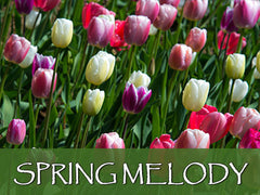 spring melody backgrounds collection