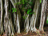 a group of aerial tree roots