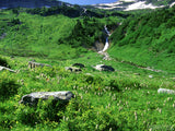 green alpine mountain meadow