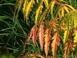leaves of yellow and red autumn color