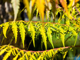 autumn fern fronds in green