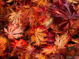autumn backgrounds red maple leaves on forest floor