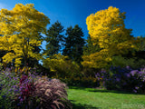 autumn backgrounds yellow trees glen purple bushes green grass