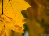 autumn gold maple leaf