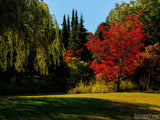 fall autumn landscape with red and green trees