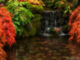 autumn backgrounds paradise creek red leaves waterfall