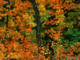 dark trunk colorful leaves autumns paint